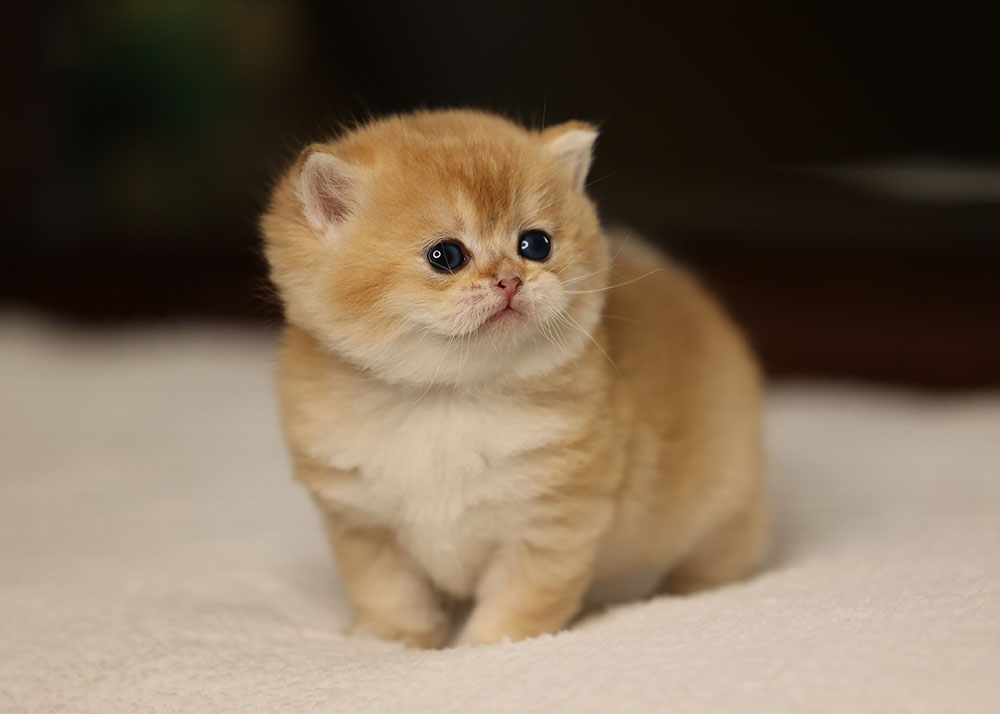 Britishcats2's tweet photo. British ny12 female 😍
#britishny12female #britishkittens #goldenkittensforsale #ny12 https://t.co/34aepjgTZr
