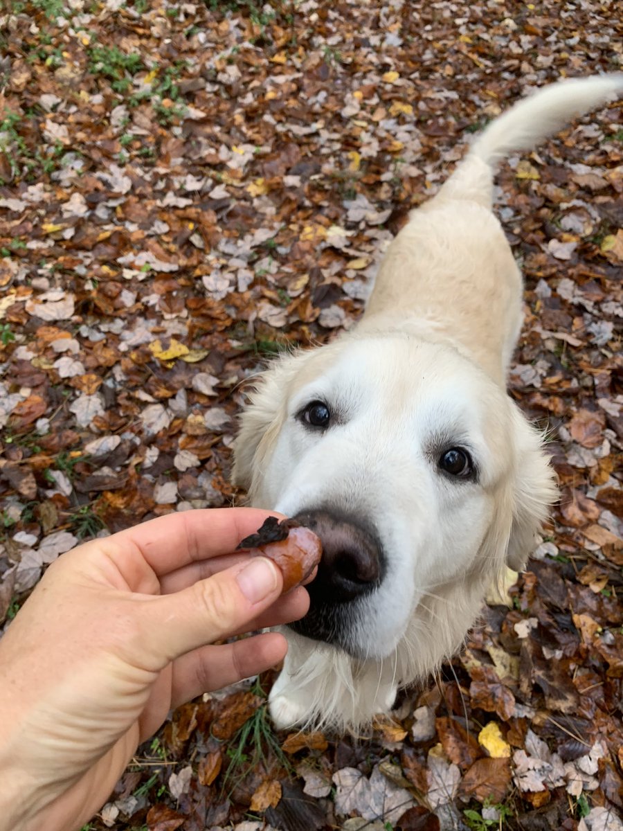 Foraging wild persimmons (Diospyros virginiana) with Frankie means pitting my pretty good trichromatic primate vision against his far superior sense of smell. But ultimately, he gets them all because he is a very good boy.
