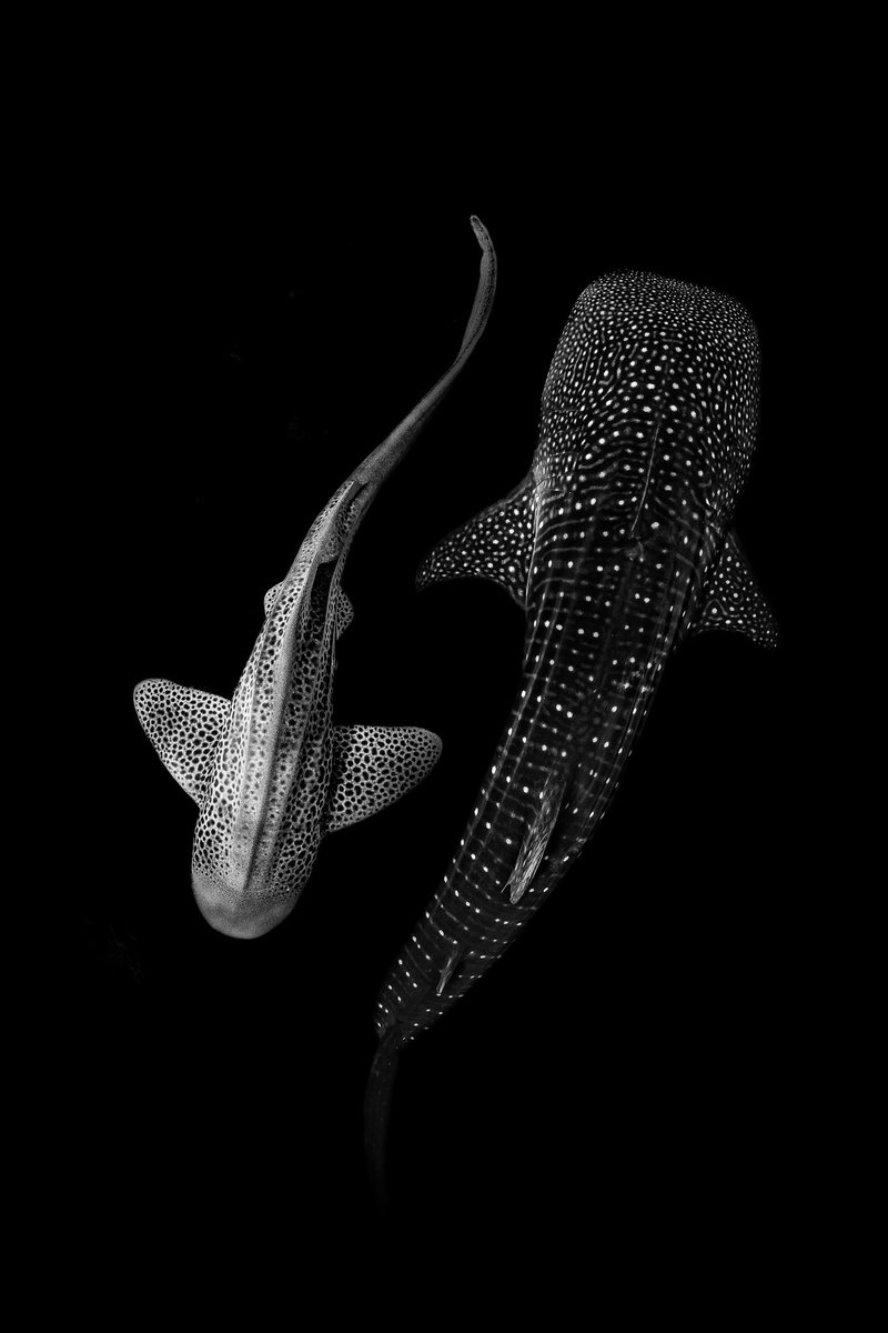 Brooke Pyke tweet media