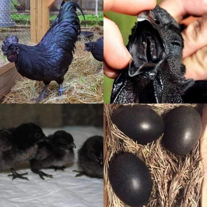 MsCiencia2's tweet photo. Los pollos de la raza ayam cemani, natural de la isla de Java, en Indonesia, parecen sacados del ‘lado oscuro’. No solo su plumaje es completamente negro. Sus ojos, su carne y sus huesos son como la brea. https://t.co/VpdHeP0JpV