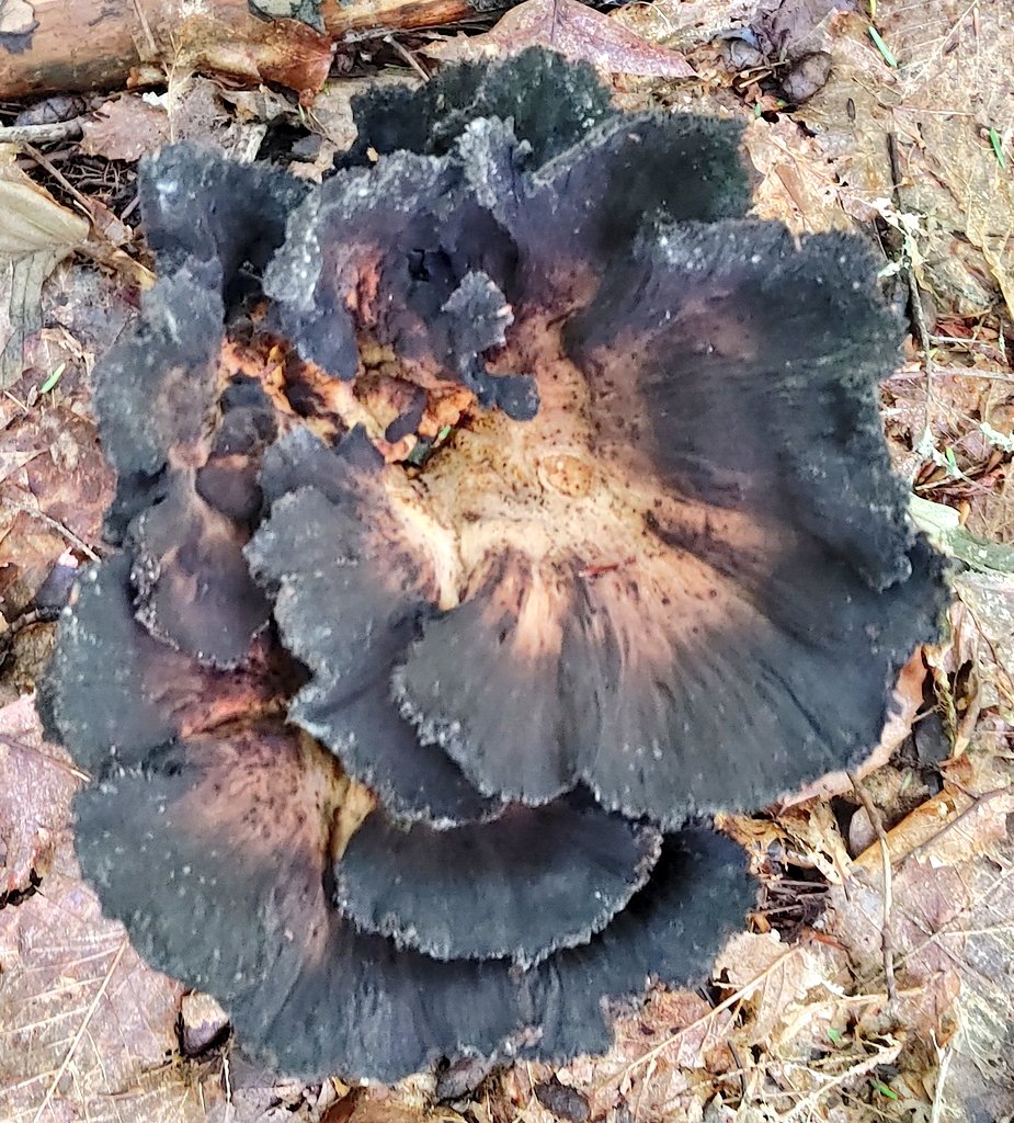 Alex_R_Kindle's tweet photo. Beautiful Trumpets of Death Mushrooms.
My opinion is they do not look edible or tasty...
However the facts are they are edible, healthy, meaty, smoky, and really gross looking.
They grow at the base of hardwood trees, not on the tree, nor it's dead wood, but the spaces between. https://t.co/EJ6FTOK1cP
