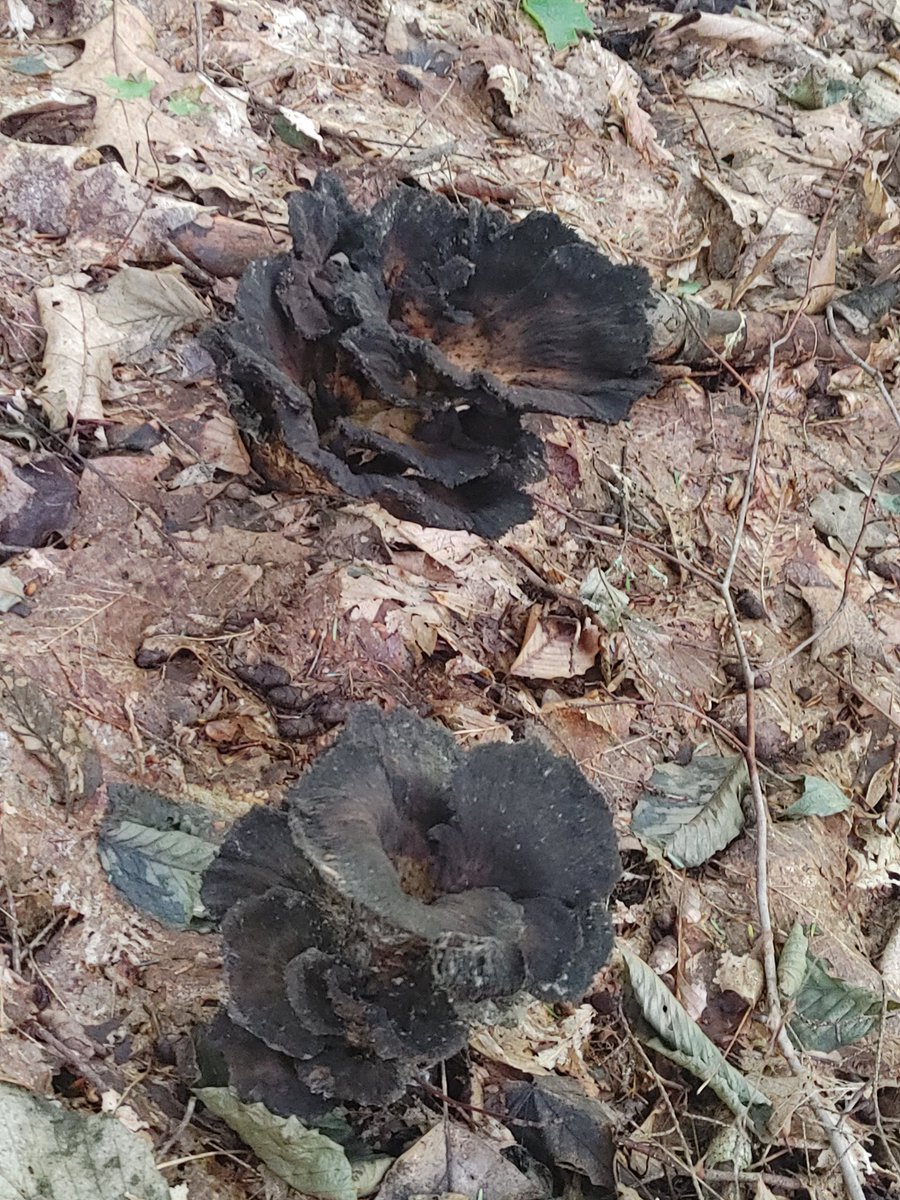 Alex_R_Kindle's tweet photo. Beautiful Trumpets of Death Mushrooms.
My opinion is they do not look edible or tasty...
However the facts are they are edible, healthy, meaty, smoky, and really gross looking.
They grow at the base of hardwood trees, not on the tree, nor it's dead wood, but the spaces between. https://t.co/EJ6FTOK1cP
