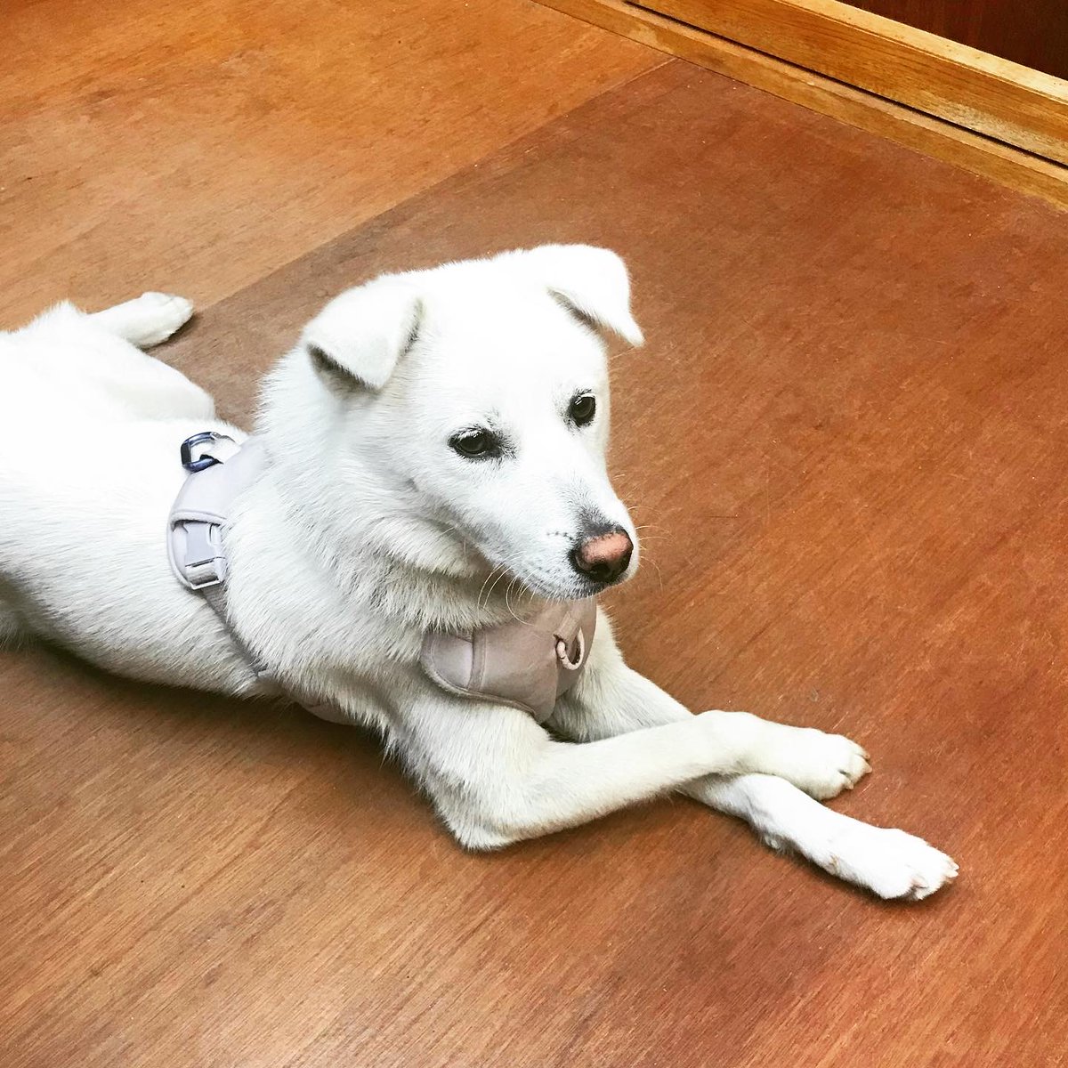 지난 10월부터 파티 배우미들이 임시보호하고 있는, 하얀 백구의 가족이 되어주실 분들을 찾습니다! 자세한 내용 👉 파티 인스타그램 bit.ly/3frrHTg