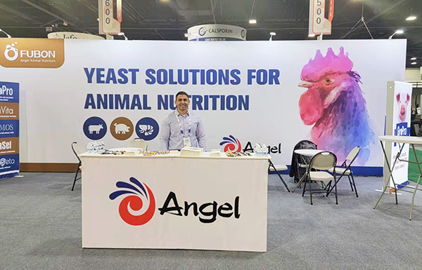 AngelyeastChn's tweet photo. Recently, exhibitions on #animal #nutrition have been held around the world, and #Angel has actively participated in the #FIGAP 2022 in Mexico, the #AGRENA 2022 in Egypt and #IPPE exhibition in the United States, promoting products such as #YeaVita R, #YeaMOS S, and yeast glucan. https://t.co/n2nMRumfIk