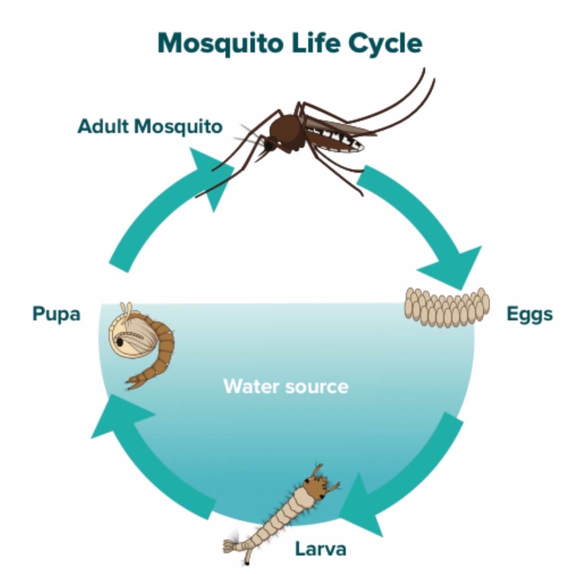 equinevetaus's tweet photo. The floods have made stagnet breeding grounds for mosquitos. Effective management targets all lifecycle stages &amp; is the best way to protect HORSES⤵️
1.Environ. mgmt: reducing breeding/resting sites
2.Larvicide
3.Adulticide
4.Surveillance
5.Record keeping⤵️
https://t.co/OPKwH9aUsI https://t.co/pfq3I1cMZg