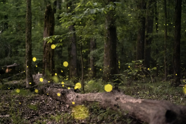 jasperprojectsc's tweet photo. Delighted to welcome award-winning photographer Sean Rayford to our Tiny Gallery space for the month of November. Check out his work here:  https://t.co/PrwK19BMAg https://t.co/060e4m7l9J
