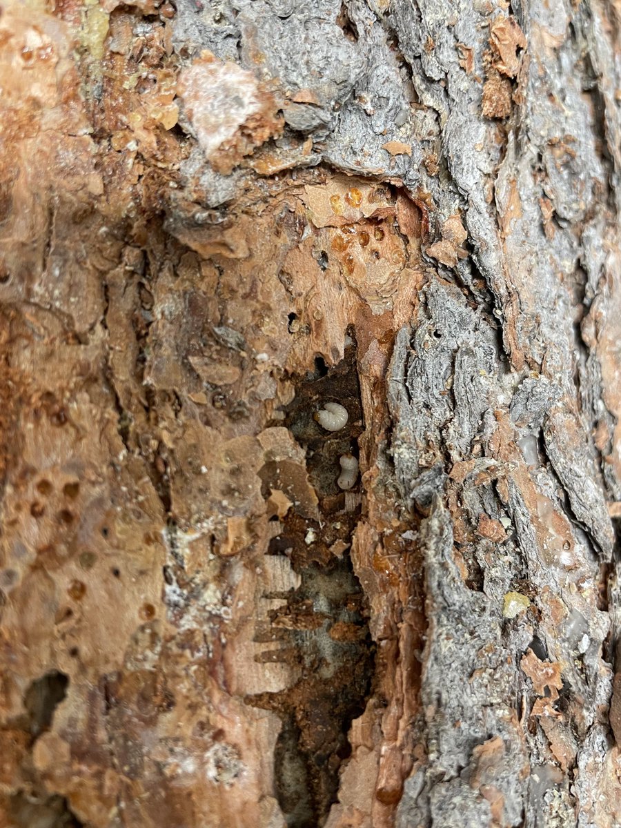 Collection of Mountain pine beetle larvae from their chambers-a fun experience