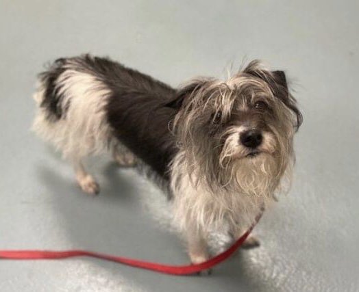 TomJumboGrumbo's tweet photo. Her family ABANDONED her by tying her to a pole, so Circus Peanut #156988 is understandably nervous in her new surroundings. She dies in NYCACC Thursday. 6 years old, she needs a family who will love and make a lifetime commitment. Please pledge RT PEANUT!
https://t.co/Qocv13qqw8 https://t.co/wEZALirlUR