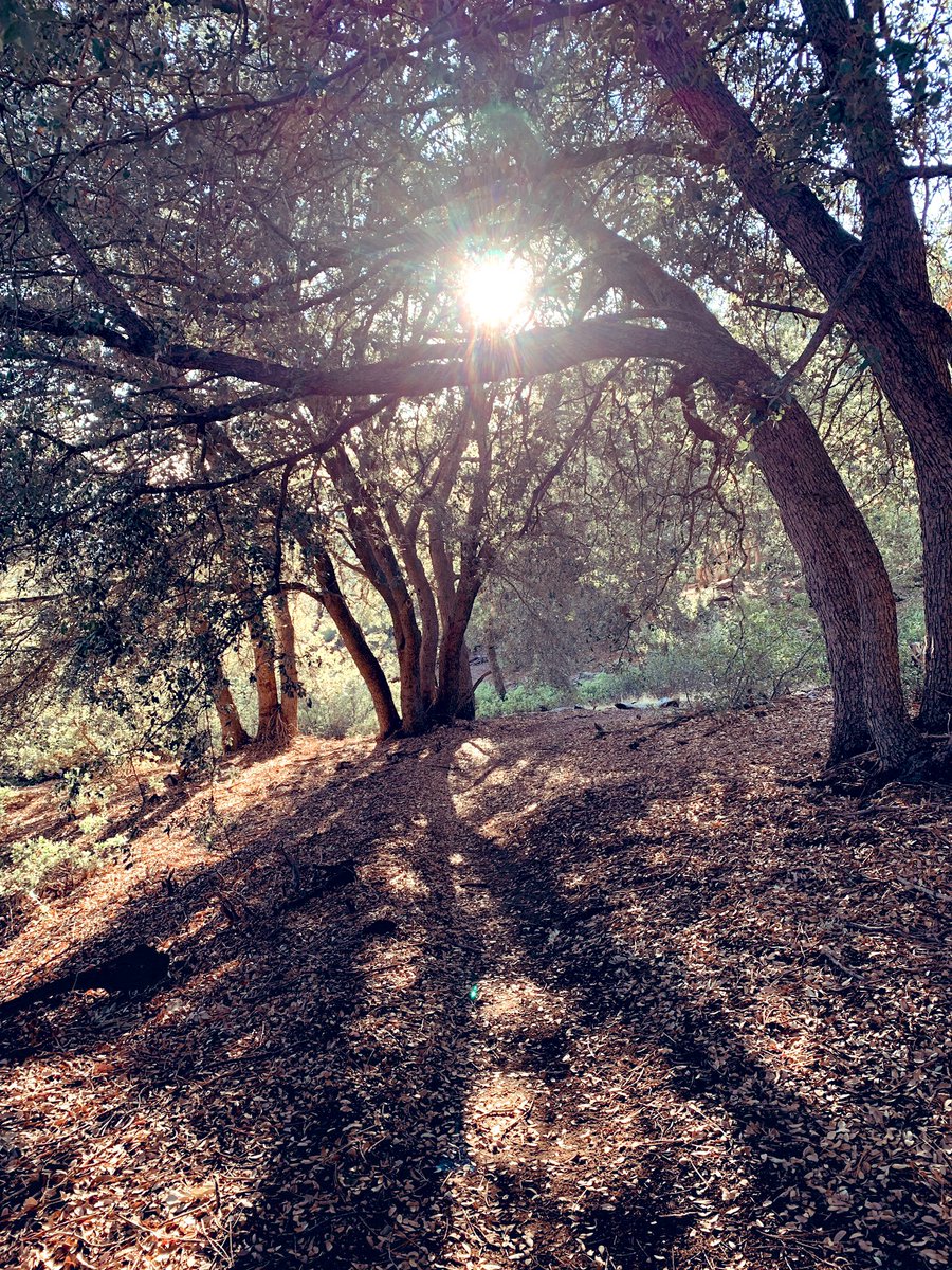 CreateWithConfi's tweet image. Transition your mornings and evenings with a walk. 

Use the time to:

▪️Reflect on your day 
▪️Refine your attitude
▪️Rest your mind  

Do you have a ritual that helps you transition between work and personal life?