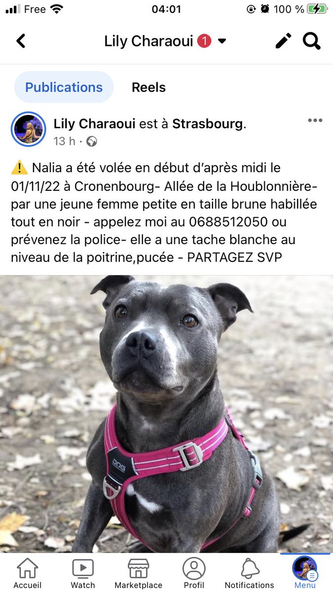 lisikias's tweet image. Chienne volée - aperçue par plusieurs témoins dans un train Strasbourg-Bordeaux avec une jeune femme brune habillée en noir. Elle aurait été sortie du train à Champagnes Ardennes TGV hier le 01/11/22 a 15:48. AIDEZ NOUS SVP @TERGrandEst @GroupeSNCF #chienvolé #staffie