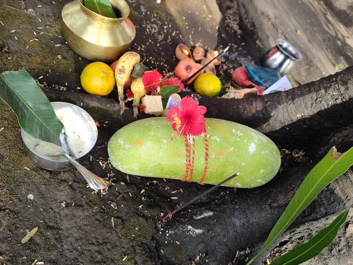 biharigurl's tweet image. Amla Navami ki Hardik shubhkaamnayein 🙏 #Amlanavami