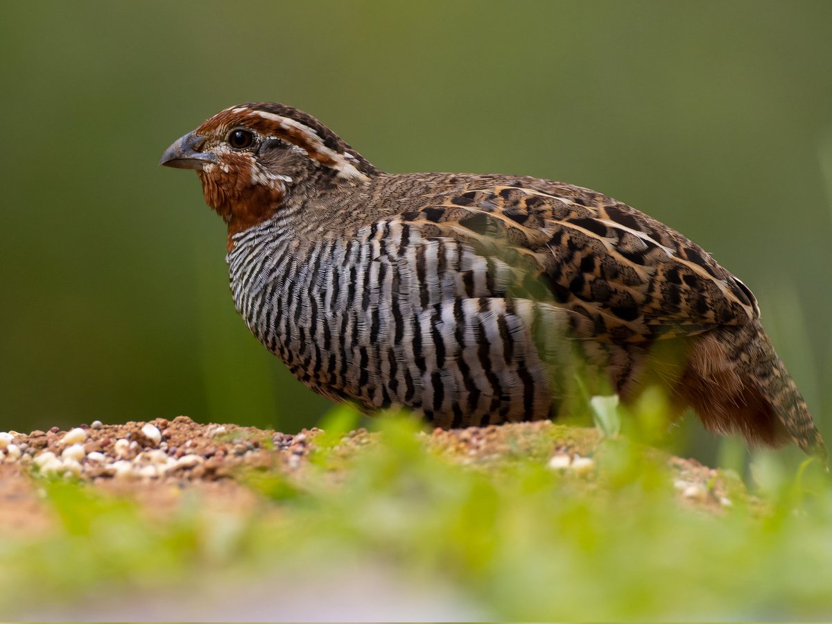 iamgraphik's tweet photo. Let me take you closer to this ball! #commonquail #IndiAves #birdwatching #birdphotography #BirdsSeenIn2022 #BirdTwitter #BBCWildlifePOTD #natgeoindia #NatGeoWILD https://t.co/pfOkUh8kg5