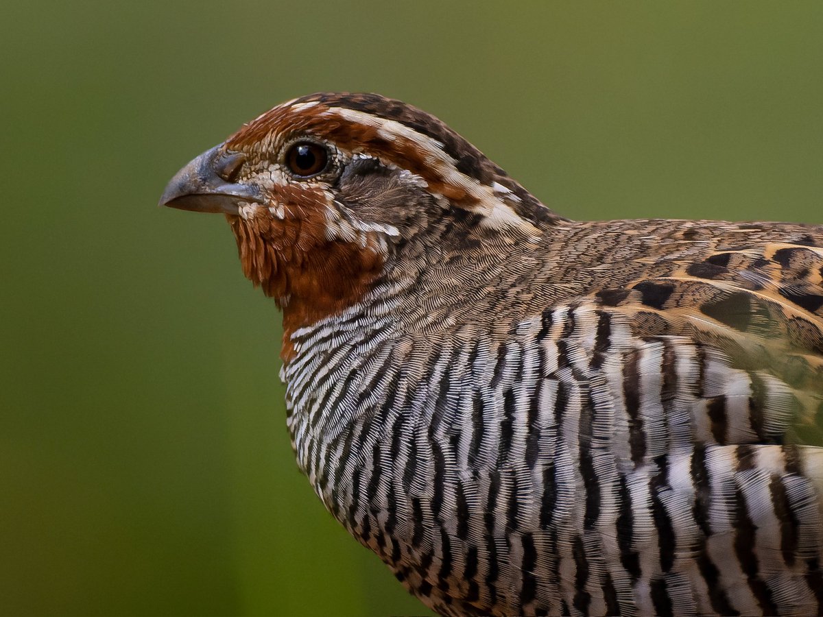 iamgraphik's tweet photo. Let me take you closer to this ball! #commonquail #IndiAves #birdwatching #birdphotography #BirdsSeenIn2022 #BirdTwitter #BBCWildlifePOTD #natgeoindia #NatGeoWILD https://t.co/pfOkUh8kg5