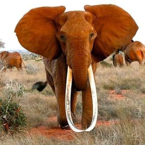 DIDA dies at 65 yrs old. Rest well my good friend. One of the last 'Tusker'Elephants .@kwskenya