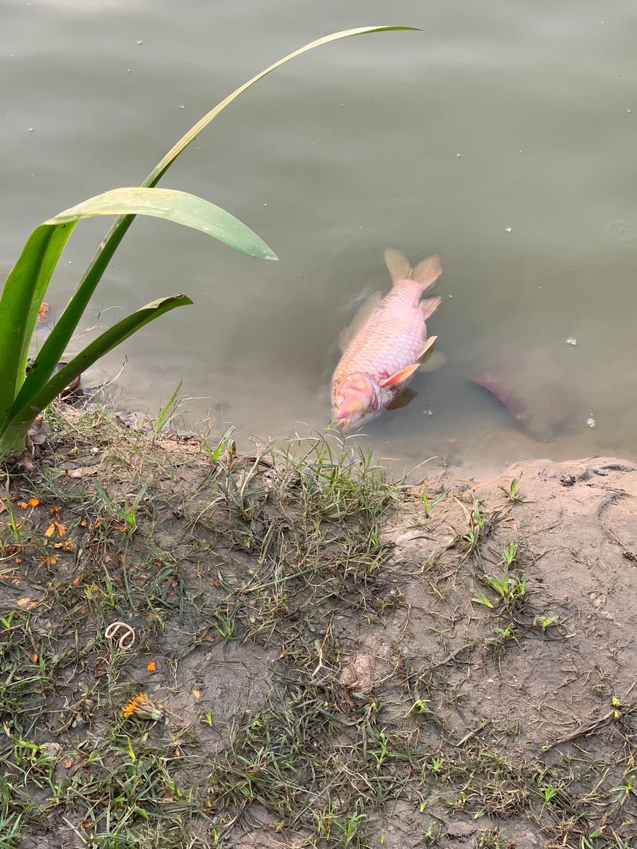 AnkitTy90355437's tweet photo. In Gaur City-1,G N West, lake View pond many fish dies due to pouring chemical in pond in name of cleaning water by Chhath Puja committee.Please take strict legal action against Gaur administration who approved this also against Chhath Puja committee for this environmental damage https://t.co/M9Ky1quARD