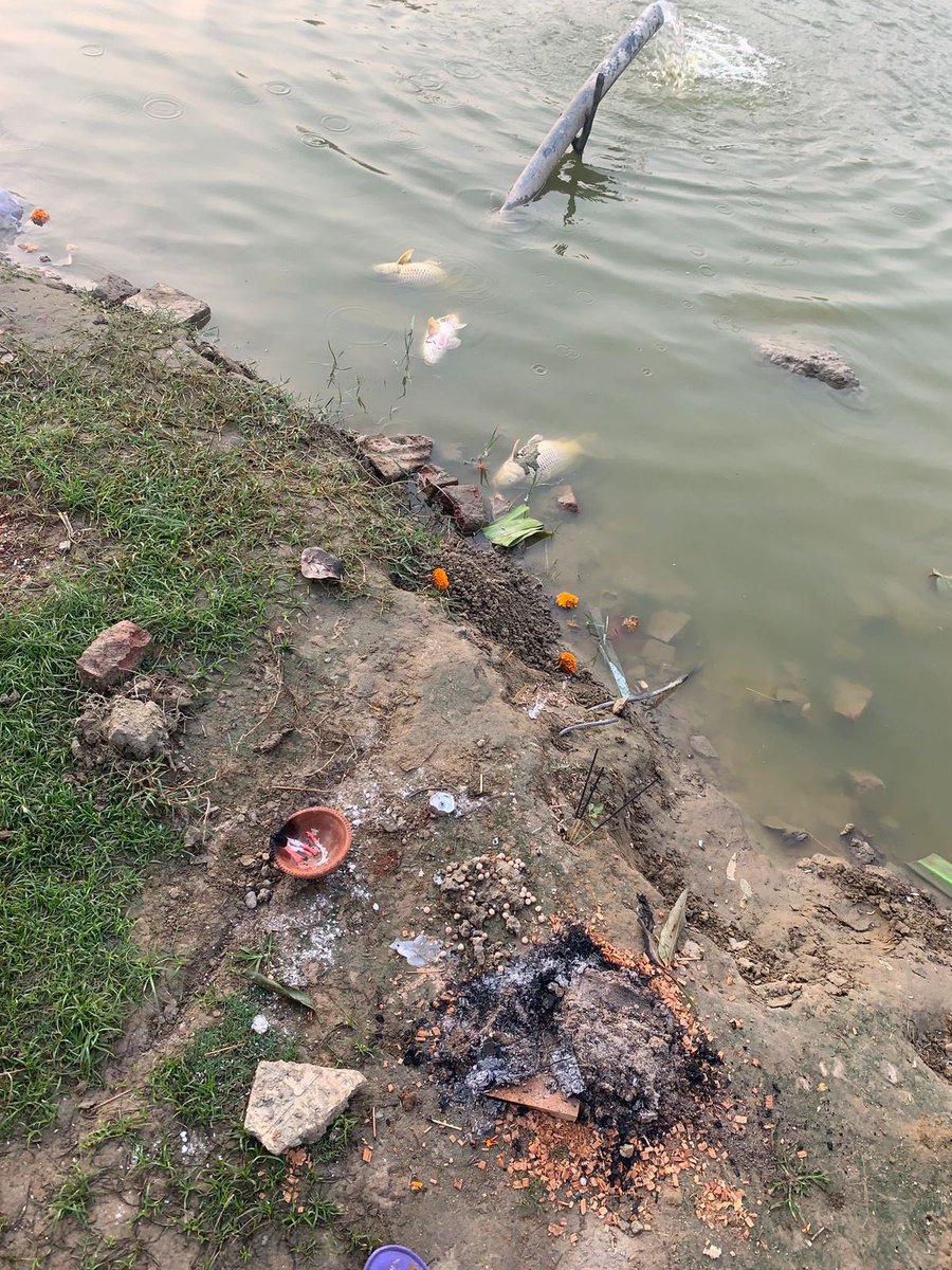 AnkitTy90355437's tweet photo. In Gaur City-1,G N West, lake View pond many fish dies due to pouring chemical in pond in name of cleaning water by Chhath Puja committee.Please take strict legal action against Gaur administration who approved this also against Chhath Puja committee for this environmental damage https://t.co/M9Ky1quARD