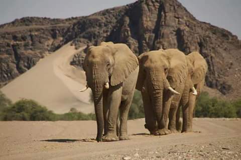 ♥️Every day is my 
🐘 #WorldElephantDay
🇳🇦 #DesertElephants 
🐘 #2022YearOfTheElephant
🐘 #ElephantTwitter
🌍 #LetAfricaLive 🐘

📸 unknown