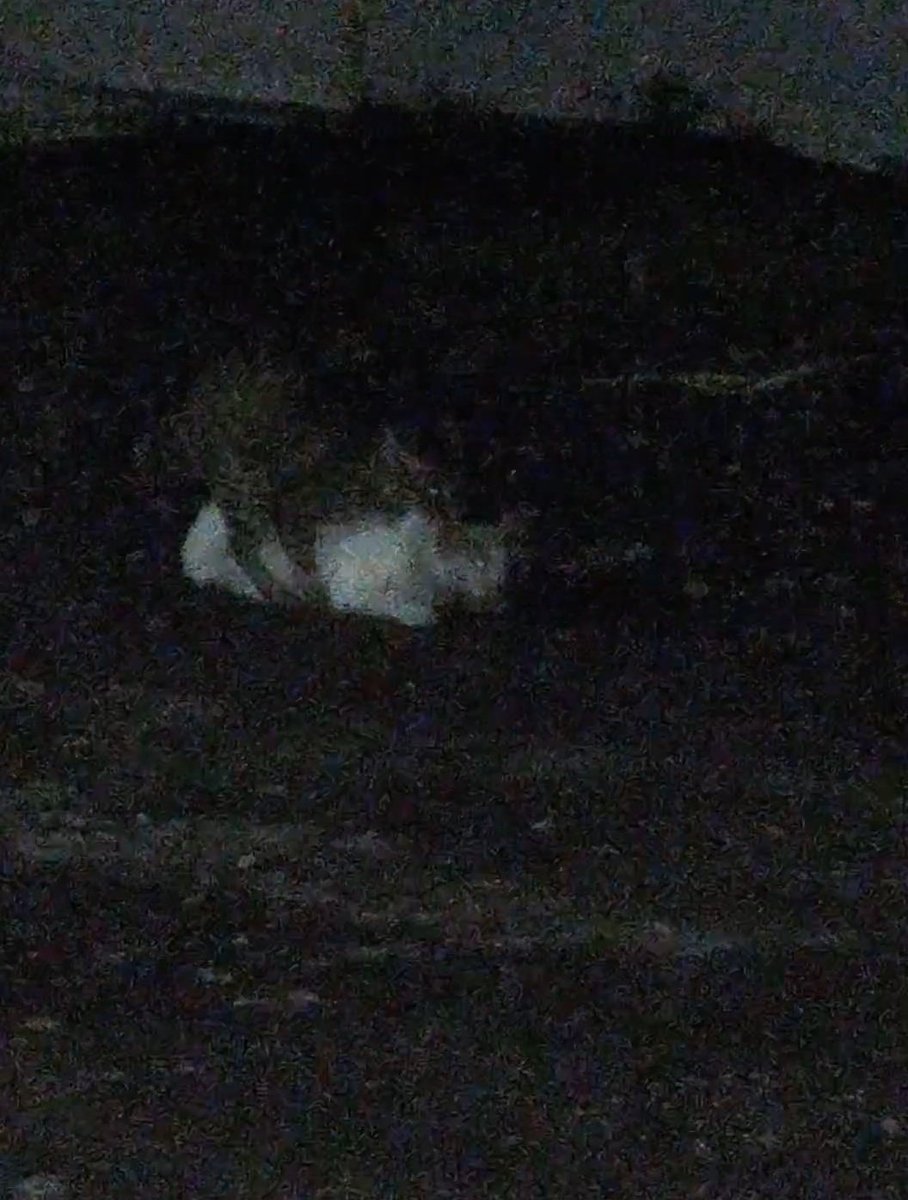 dapa_un's tweet photo. Sek ngajak dolan ngko sek ya, lagi ndelok skandal kucing. https://t.co/dRfUQBF2my