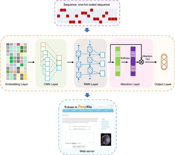 iMetaScience's tweet photo. DeepKla: An attention mechanism‐based deep neural network for protein lysine lactylation site prediction. Freely accessible at https://t.co/lDxawlQlMe
#Bioinformatics #webserver #neuralnetworks #lactylation
@wileyinresearch 
https://t.co/B1AYJcBSK6 https://t.co/7EHZXB2bqC