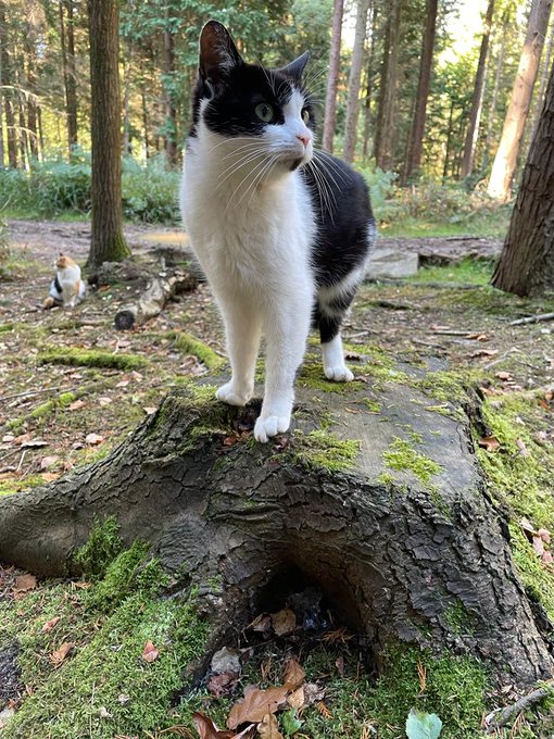 RIP to the best cat I know. My little fighter! Love you Bella 💔 https://t.co/eUGBFueuAd<a href="/tag/model"class="tags"><span>#model</span></a><a href="/tag/mono"class="tags"><span>#mono</span></a><a href="/tag/bw"class="tags"><span>#bw</span></a><a href="/tag/sneaky"class="tags"><span>#sneaky</span></a><a href="/tag/peak"class="tags"><span>#peak</span></a>