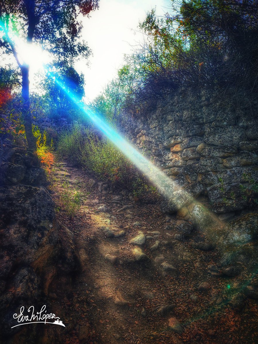 EvaM_Lopez's tweet photo. Lunércoles???... 🤔😵💫😵💫
#photooftheday #Miércoles #AlcaláLaReal #Jaén #Andalucía #Noviembre #otoño #JaénParaísoInterior #fotografía #paisaje #sendero #LosZumaques #vereda #camino #landscape #bosque #zumacal #naturaleza #zumaque #planta #rama #color #otoñal #árbol #forest https://t.co/yqIYngAlyI