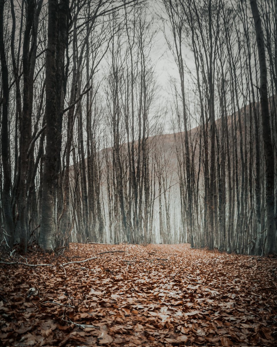 Luca__Ramble's tweet photo. Appennino Tosco-Emiliano 🇮🇹
#ourplanetdaily #folkscenery #moodygram #moodygrams  #igmasters #openmyworld #stayandwander #folkgreen  #wildernessculture #folkvibe  #welcomenature #hiking #naturephotography #neverstopexploring #exploremore #southtyrol #visititaly https://t.co/pTRP3QYGvp
