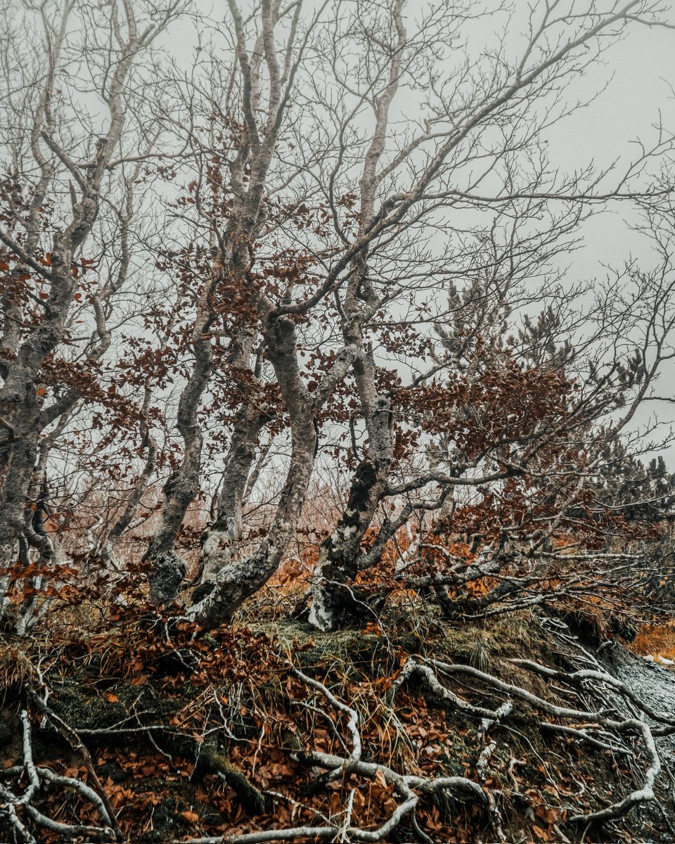 Luca__Ramble's tweet photo. Appennino Tosco-Emiliano 🇮🇹
#ourplanetdaily #folkscenery #moodygram #moodygrams  #igmasters #openmyworld #stayandwander #folkgreen  #wildernessculture #folkvibe  #welcomenature #hiking #naturephotography #neverstopexploring #exploremore #southtyrol #visititaly https://t.co/pTRP3QYGvp