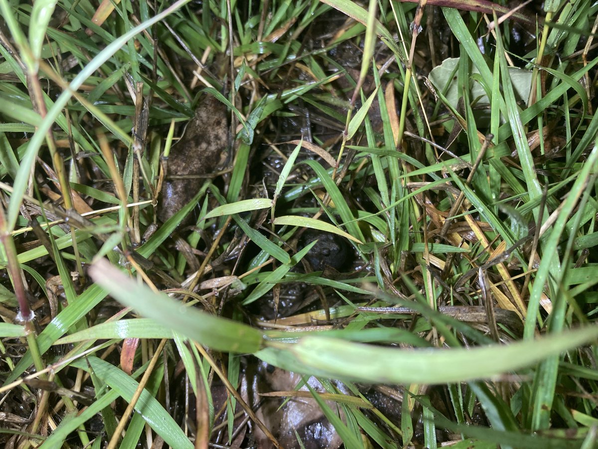 VicPatz's tweet photo. The first view of a Wrinkled Toadlet (Uperoleia rugosa) I was trying to find. 

Upes look like little pebbles, and they sound like it too. If you hear a weird clicking coming from the grass, it might be one of these guys! #FrogID https://t.co/a2kBAlL3vn