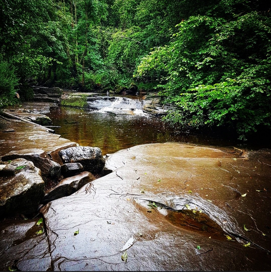 NaomiSm89828101's tweet image. Another wet morning here but so beautiful and peaceful 😍

#woodland #morning #mountainwalks #NaturePhotography