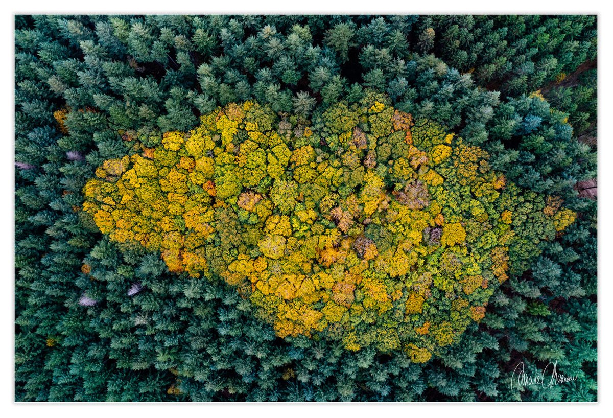 marc_chesneau's tweet photo. Dans certaines régions de France, nos belles forêts de feuillus sont en danger. Le sort qu'il leur est réservé n'est pas raisonnable. Nos forêts sont peu à peu transformées en monocultures de résineux.
📷 Bourgogne - Oct. 2022

#foret @Canopee_asso #feuillu #resineux #bourgogne https://t.co/rCNlwVIi7Q