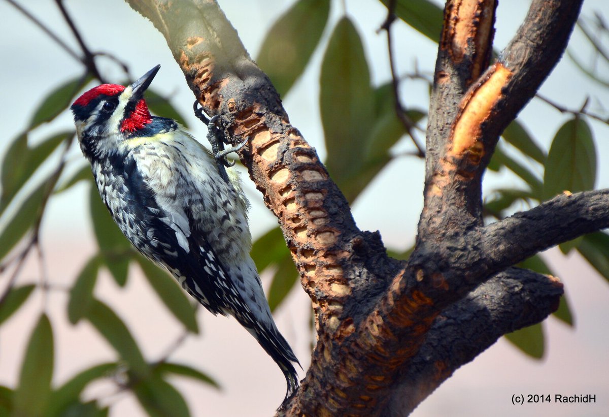 rachidH's tweet photo. #Sapsucker #YellowbelliedSapsucker #Sphyrapicus #Svarius #PicMaculé #ClementClarkeMoorePark #Manhattan #NewYork
Rachid H shared a photo with you from the Flickr app! Check it out:
https://t.co/Bv5fgLKb62 https://t.co/PN11SoZKxe