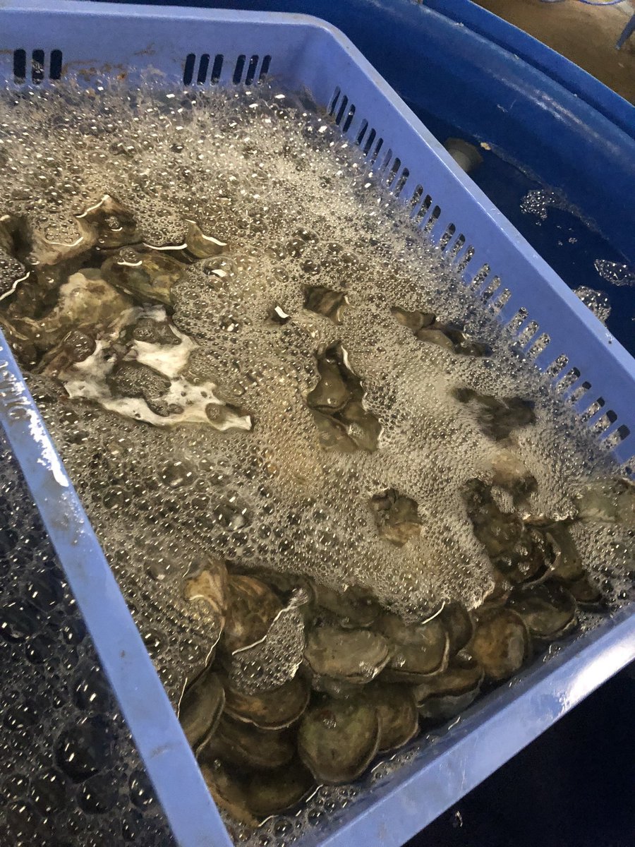 Our Livefeed Lab was depurating #oysters with #sonoelectrochemical technology and feeding them with #microalgae to maintain their best quality. #aquaculture #hygiene #foodsafety #vibrio #depuration