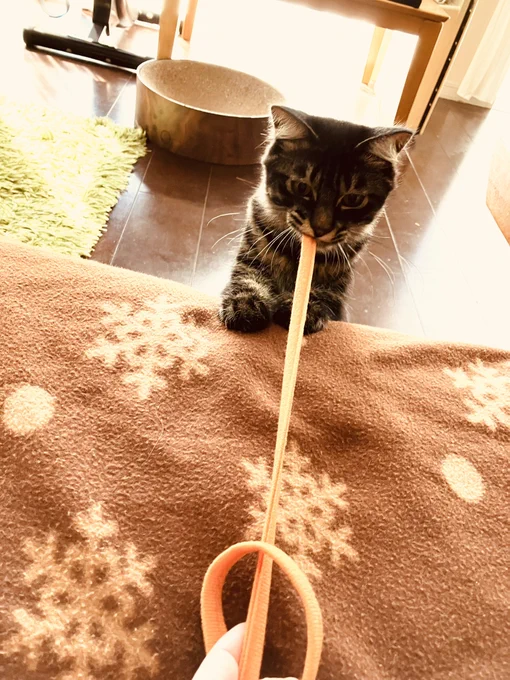 私のことを思い出した猫 