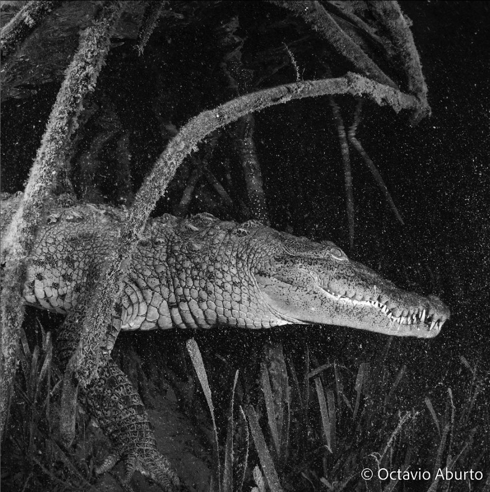 RedFaro1's tweet photo. #FelizMiercoles Hasta en blanco y negro la #naturaleza es maravillosa. ¿Cuándo fue la última vez que te dejaste sorprender por ella? https://t.co/edOgLIAJUh