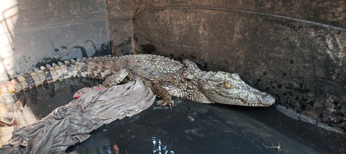 Mumbai: Crocodile rescued from Aarey Colony | Mumbai News - Times of India