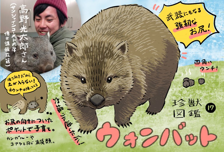 珍獣図鑑 17 きゃわゆい見た目で残虐な一面も ギャップ萌え大 もふもふウォンバットの魅力 ほとんど0円大学