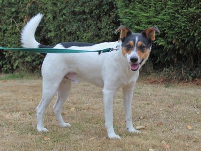 Please retweet to help Bruce find a home #KENILWORTH #WESTMIDLANDS 

Aged 2-5, he is looking for an adult home as the only pet. He needs a quiet home where he can build his confidence. 

DETAILS or APPLY👇
dogstrust.org.uk/rehoming/dogs/……………

#dogs #pets #animals