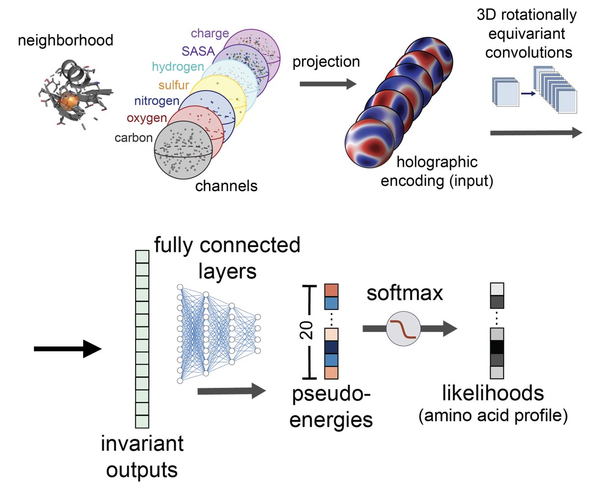 Dr. Armita Nourmohammad (@thearmita) on Twitter photo Check out our new preprint (led by Mike Pun <a href="/UW/">University of Washington</a>) on 3D rotationally equivariant model of protein structure micro-environments, with a holographic CNN (H-CNN): doi.org/10.1101/2022.1… Check out our new preprint (led by Mike Pun <a href="/UW/">University of Washington</a>) on 3D rotationally equivariant model of protein structure micro-environments, with a holographic CNN (H-CNN): doi.org/10.1101/2022.1…