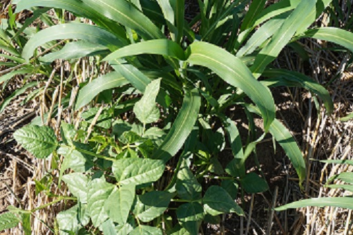 Thinktankfarm's tweet photo. "Gabe Brown in his book, ‘Dirt to soil’ lists 5 principles to growing soil carbon, which are for the most part, agreed as the best practice to grow soil organic carbon." https://t.co/Wmxmw0so4B
#regenerativefarming #regenag #regenerativeagriculture #carbonfarming #soilcarbon https://t.co/g34FyVD6sS