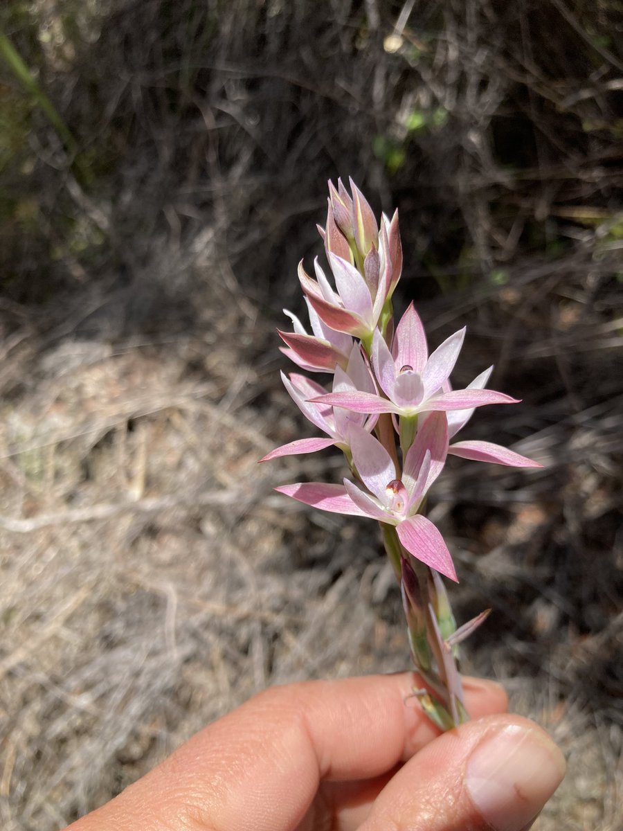 First encounter with rātā moehau in the wild up in #Northland &amp; one of the sun #orchids <a href="/_Hayden_Jones/">Hayden Jones</a> is researching <a href="/Te_Papa/">Te Papa</a> &amp; <a href="/MasseyUni/">Massey University</a> #conservation #NZplants @LoraxCate