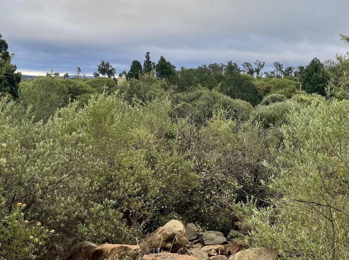 Grippa77's tweet image. 6k dash #Bloemfontein #run #trails with #MapMyRun #Earthathon #Runfree