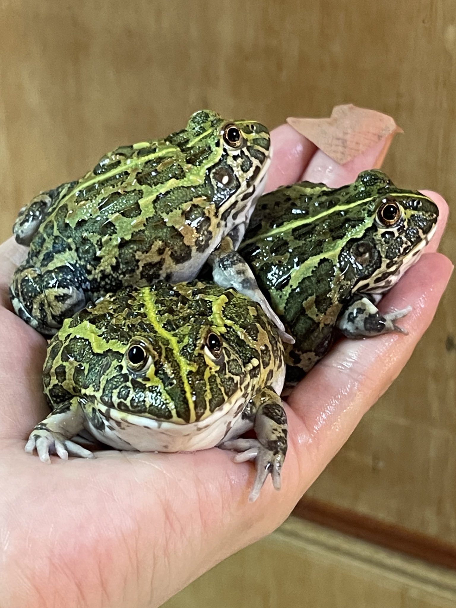 アウトレット価格で提供 カワ イイ カッコイイ Big アフリカウシガエル 12 13 アフウシ カエル 蛙 大きいです 両生類 Daisenkaku Or Jp