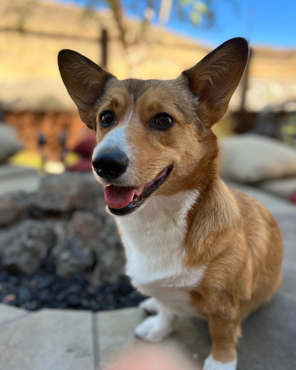 TheRealDogBlogx's tweet image. Everyone wants a good, well-trained dog, and guess what? IT DOESN'T HAVE TO BE HARD! Learn the methodology of how to train your dog in my new blog post! Link in bio.

#DogTraining #DogTrainingMadeEasy #DogTrainingHacks #EasyDogTraining #HowToTrain #DogTraining101 #DogTraining