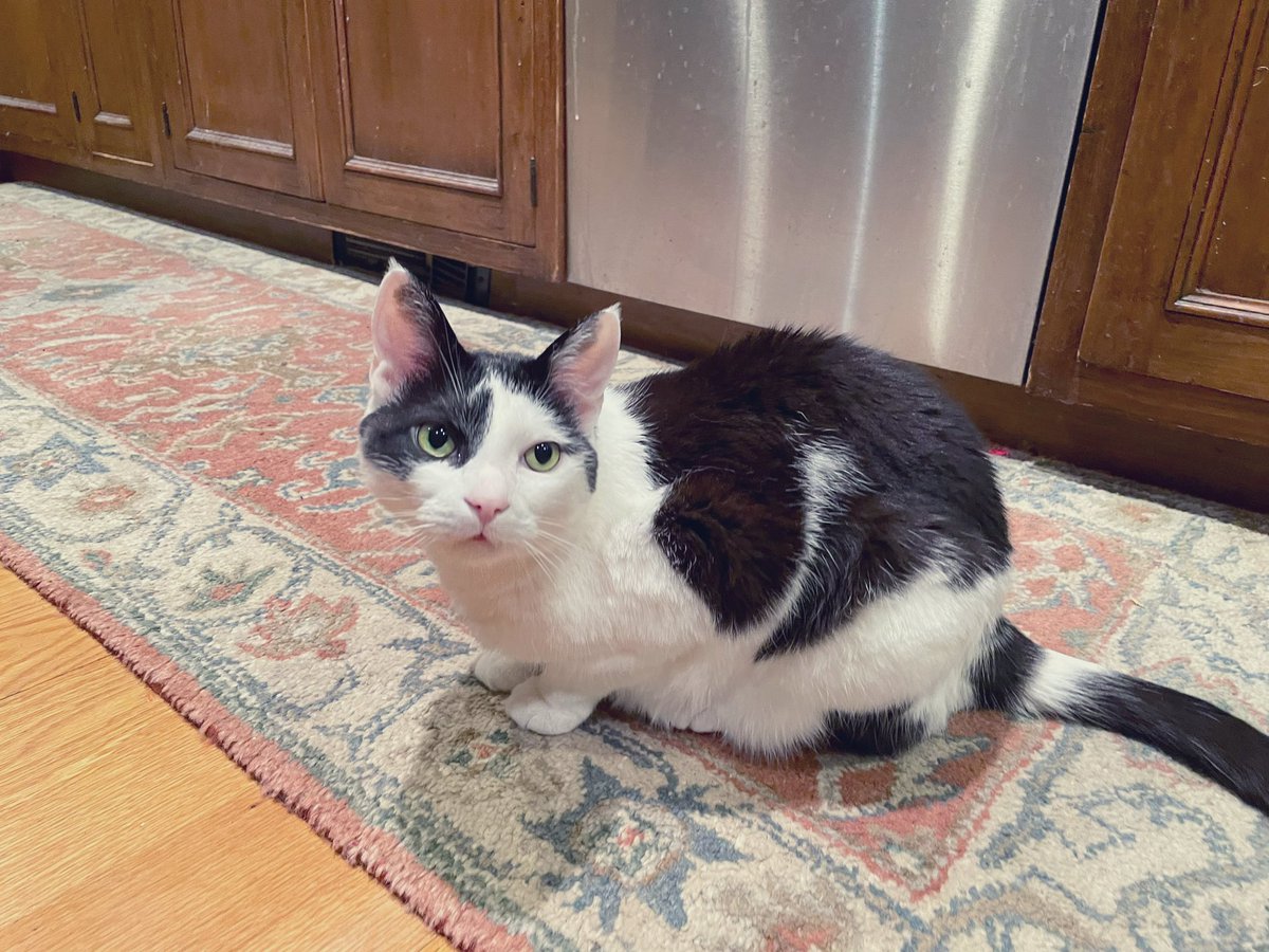 nonsequiturcat's tweet photo. #TimCat would like you to know he wouldn’t say no to some #cat treats right now. Or ever. #CatsOfTwitter #meow https://t.co/fofJq4AMqi