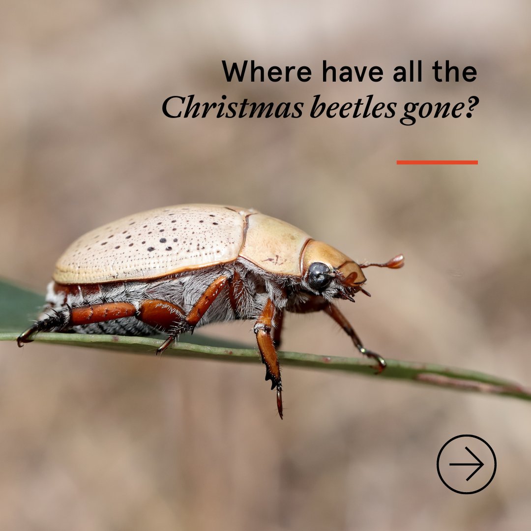 Sydney_Science's tweet photo. 🎄When was the last time you saw a Christmas beetle? Sightings appear to be in decline, but without a long-term study, scientists can't know for sure. Wherever you are in Australia, becoming a #CitizenScientist and help us track the beetles this summer. https://t.co/SZgDXO5xHD https://t.co/6dObxzbJuy