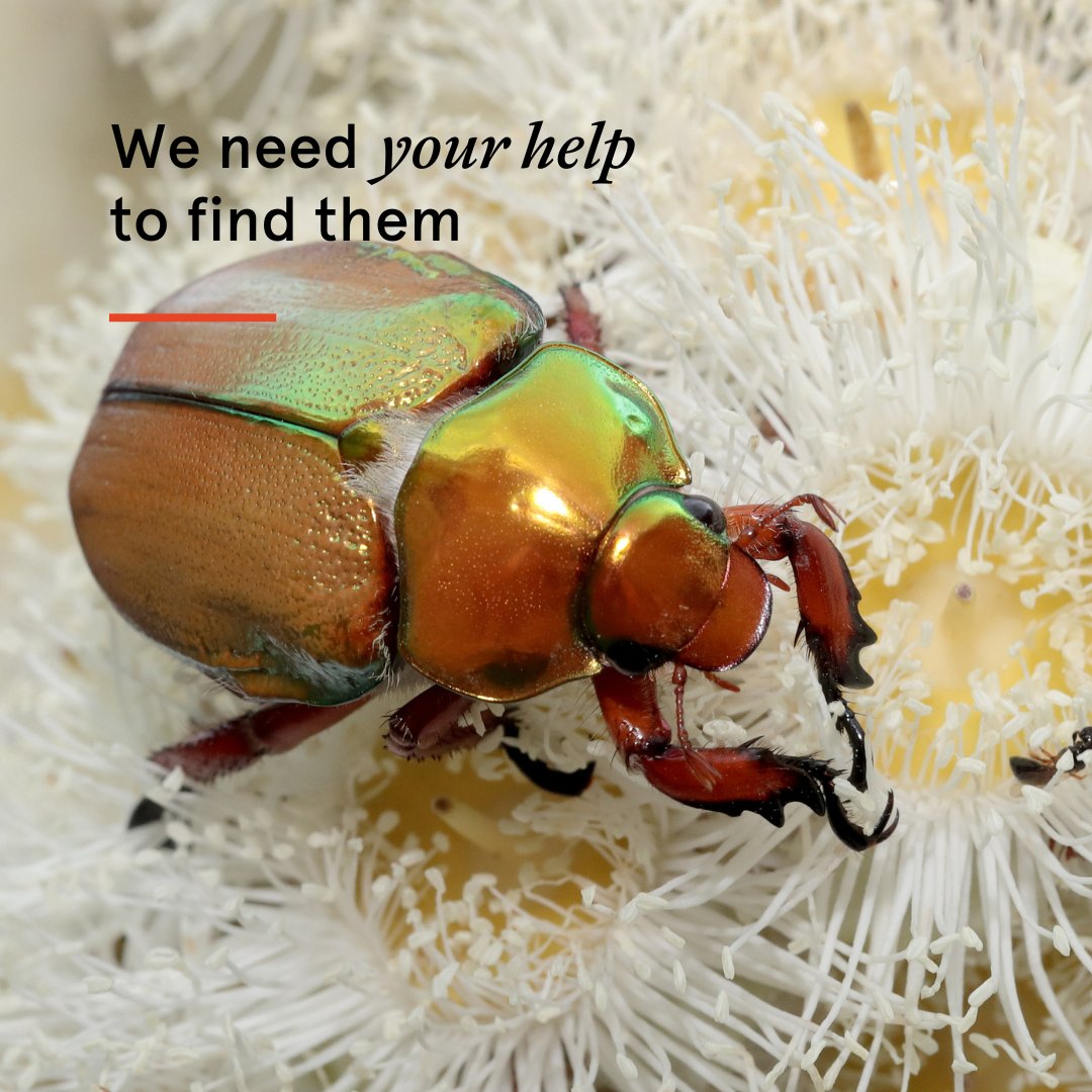 Sydney_Science's tweet photo. 🎄When was the last time you saw a Christmas beetle? Sightings appear to be in decline, but without a long-term study, scientists can't know for sure. Wherever you are in Australia, becoming a #CitizenScientist and help us track the beetles this summer. https://t.co/SZgDXO5xHD https://t.co/6dObxzbJuy