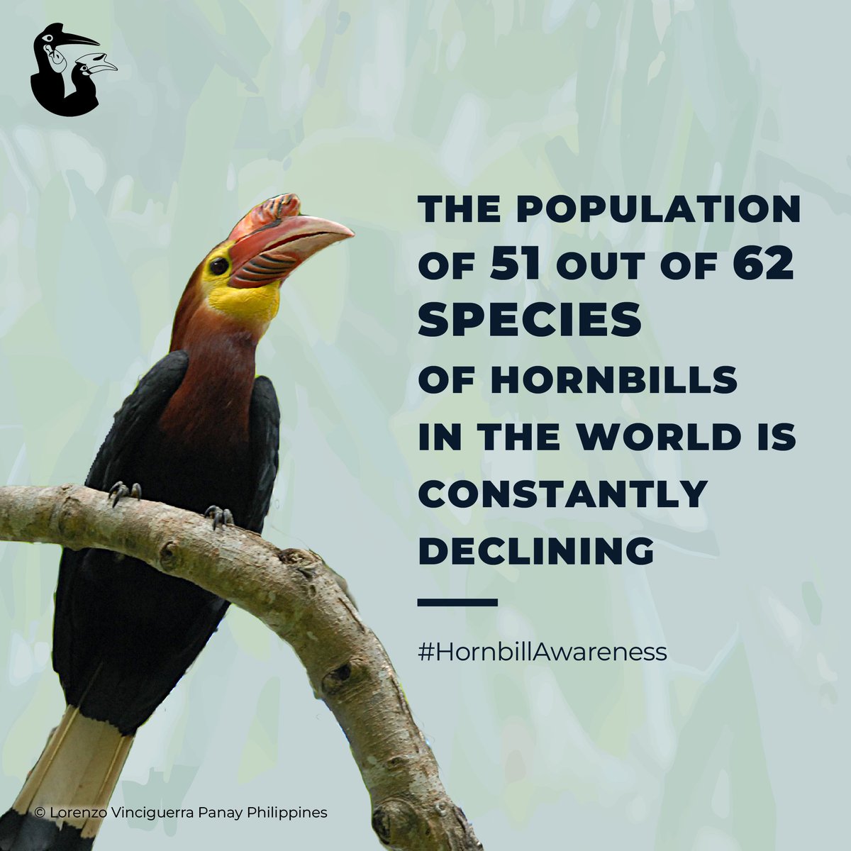 IUCN SSC Hornbill Specialist Group tweet media