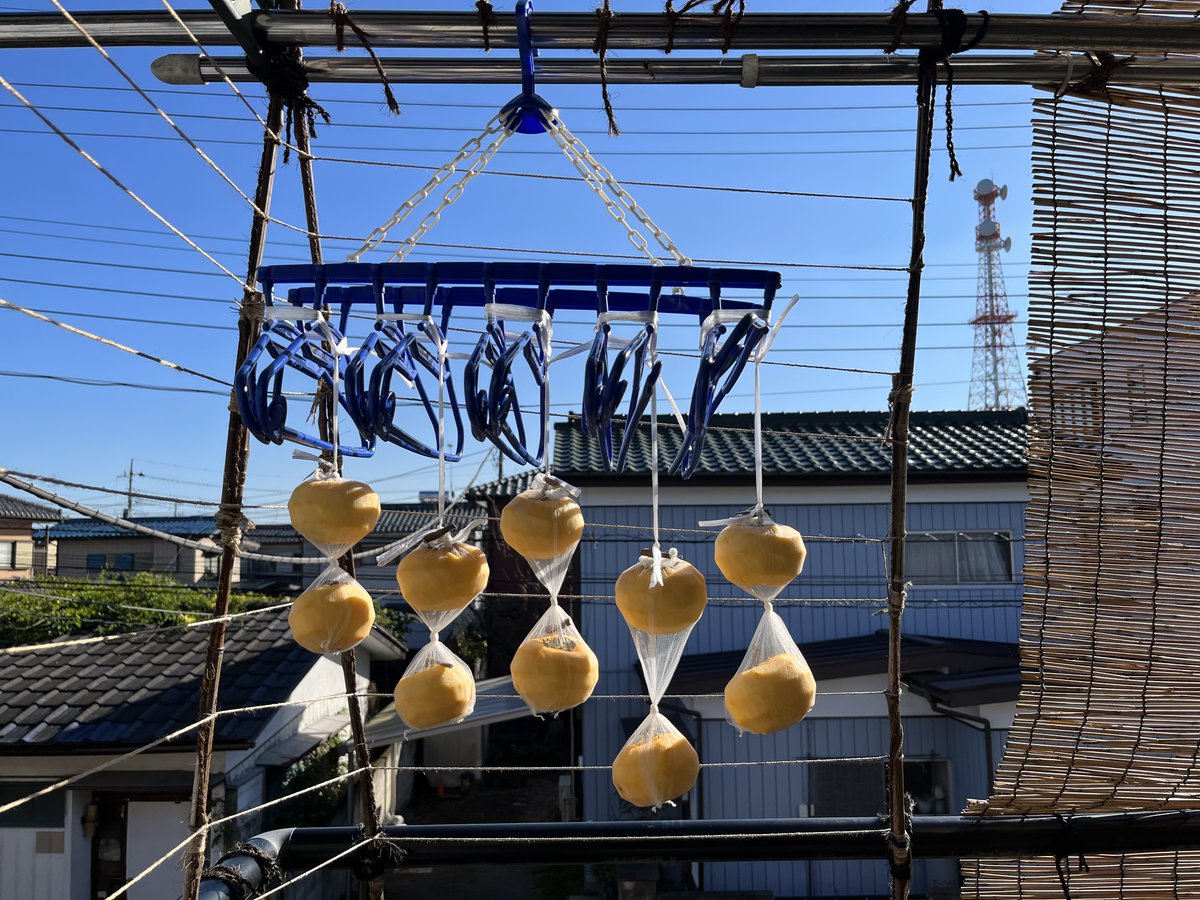 TokikoTakei's tweet photo. 近くJAの直売所に #渋柿 が10個500円で売っていたので、買ってきて #干し柿 作りをやってみます。初めて作ります。
蝿がたかる心配があるので、いいのかどうかわかりませんがストッキングタイプの #排水溝ネット を使って干してみました。雨の日に取り込めるように #洗濯ハンガー に吊るしました。 https://t.co/B77jDzclja