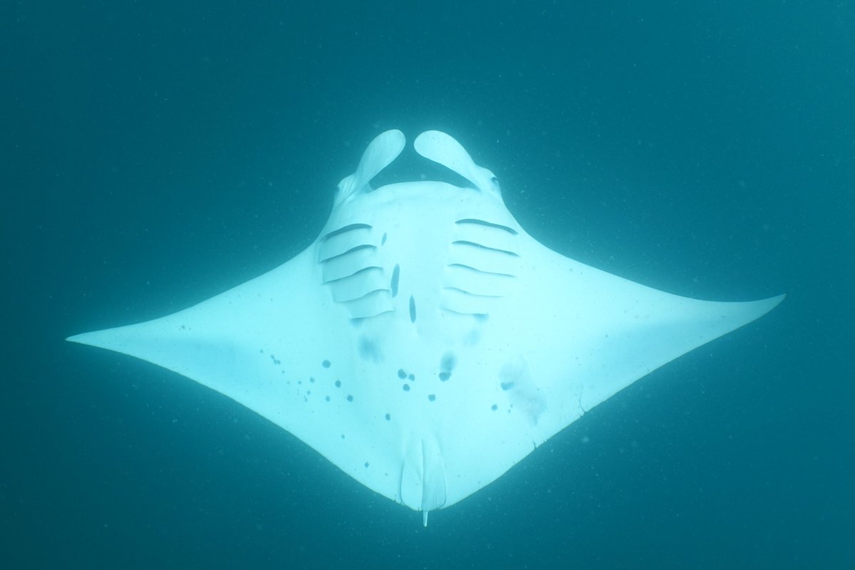 ICSSeychelles's tweet photo. The #alphonseisland team have started fieldwork for a project focused on reef #mantarays. The last week was spent in the water identifying different individuals, using the unique spot patterns on their undersides to tell them apart. #manta #mobulaalfredi #mantatrust #mantaproject https://t.co/r0qX2VH7WR