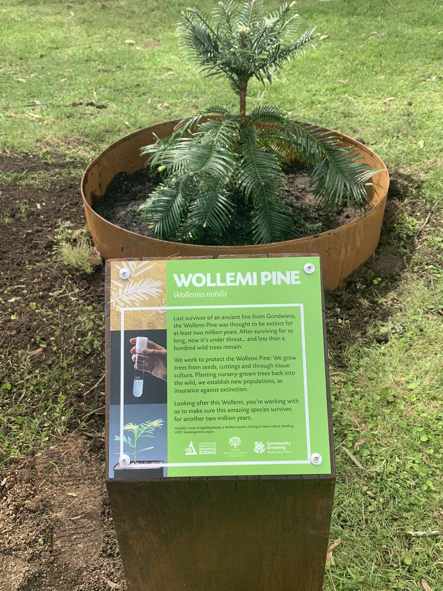 Quaama copped a horrendous time in the 19/20 bushfires and it’s great to see the community and school thriving again - thrilled to donate this #WollemiPine as a symbol of resilience 💚